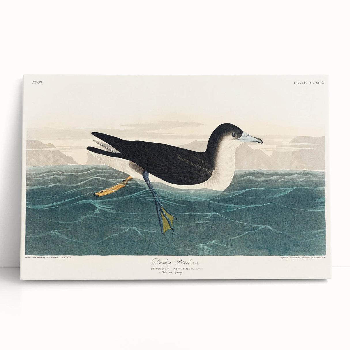 Romanticism Art - Dusky Petrel by John James Audubon Print