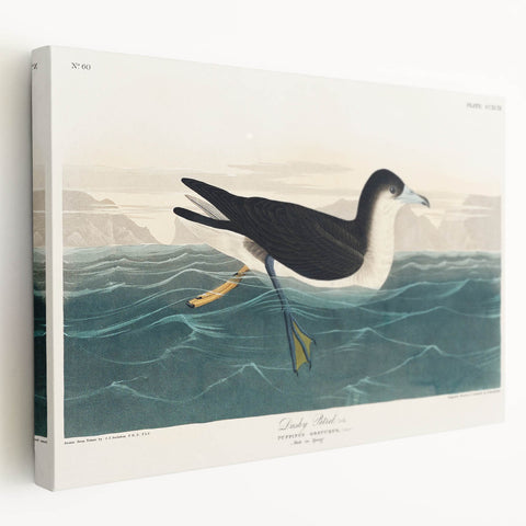 Romanticism Art - Dusky Petrel by John James Audubon Print