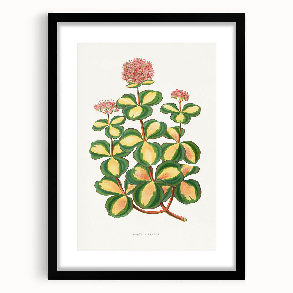Romanticism Art - Stonecrop Leaf Illustration by Lydon & Fawsett Print