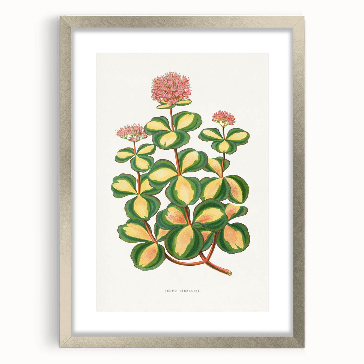 Romanticism Art - Stonecrop Leaf Illustration by Lydon & Fawsett Print