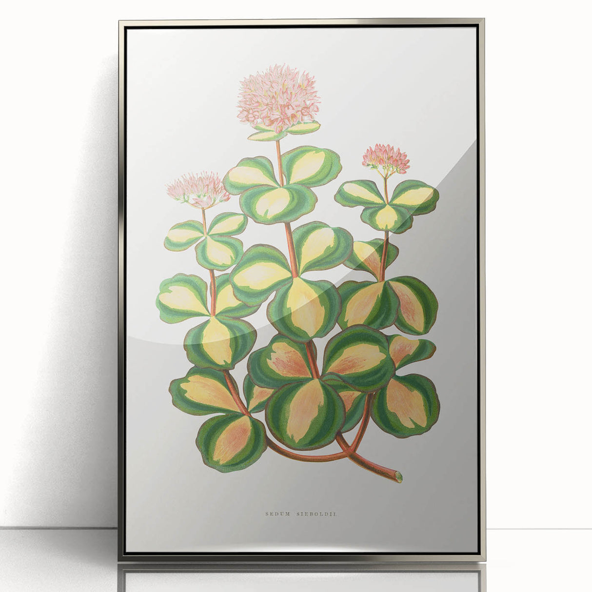 Romanticism Art - Stonecrop Leaf Illustration by Lydon & Fawsett Print