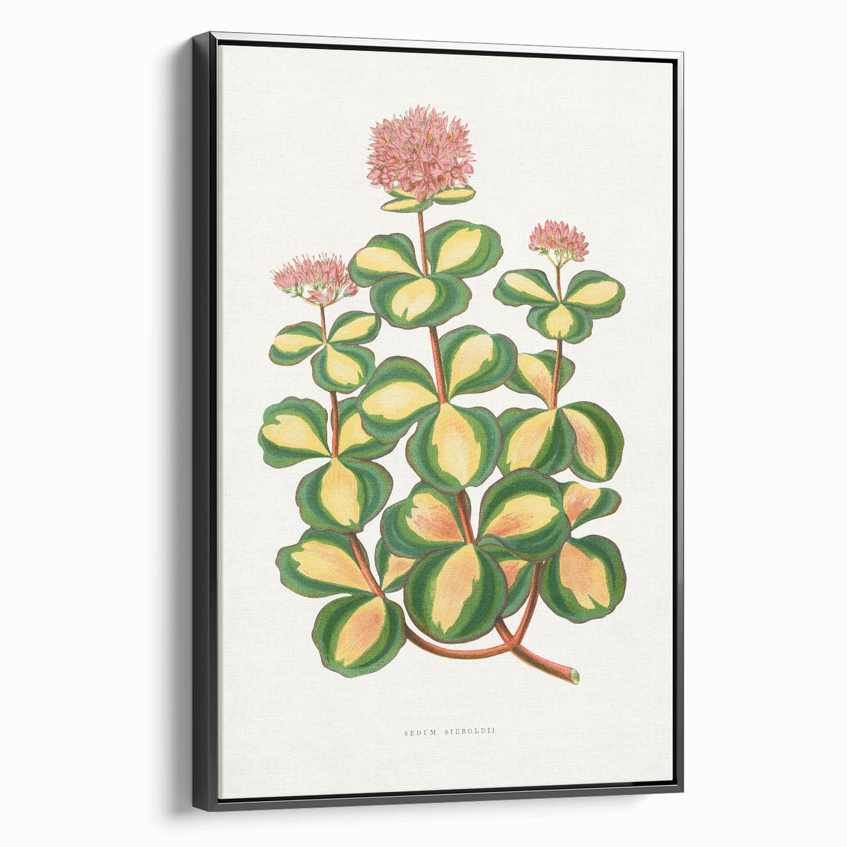 Romanticism Art - Stonecrop Leaf Illustration by Lydon & Fawsett Print