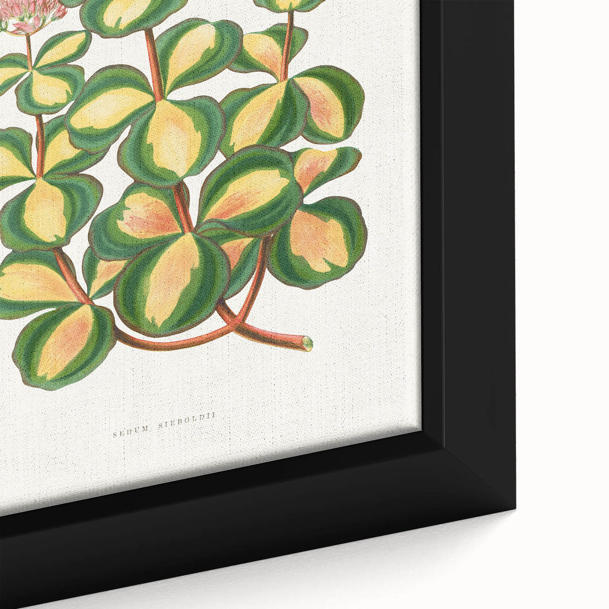 Romanticism Art - Stonecrop Leaf Illustration by Lydon & Fawsett Print