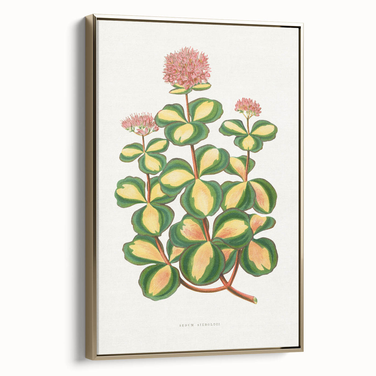Romanticism Art - Stonecrop Leaf Illustration by Lydon & Fawsett Print