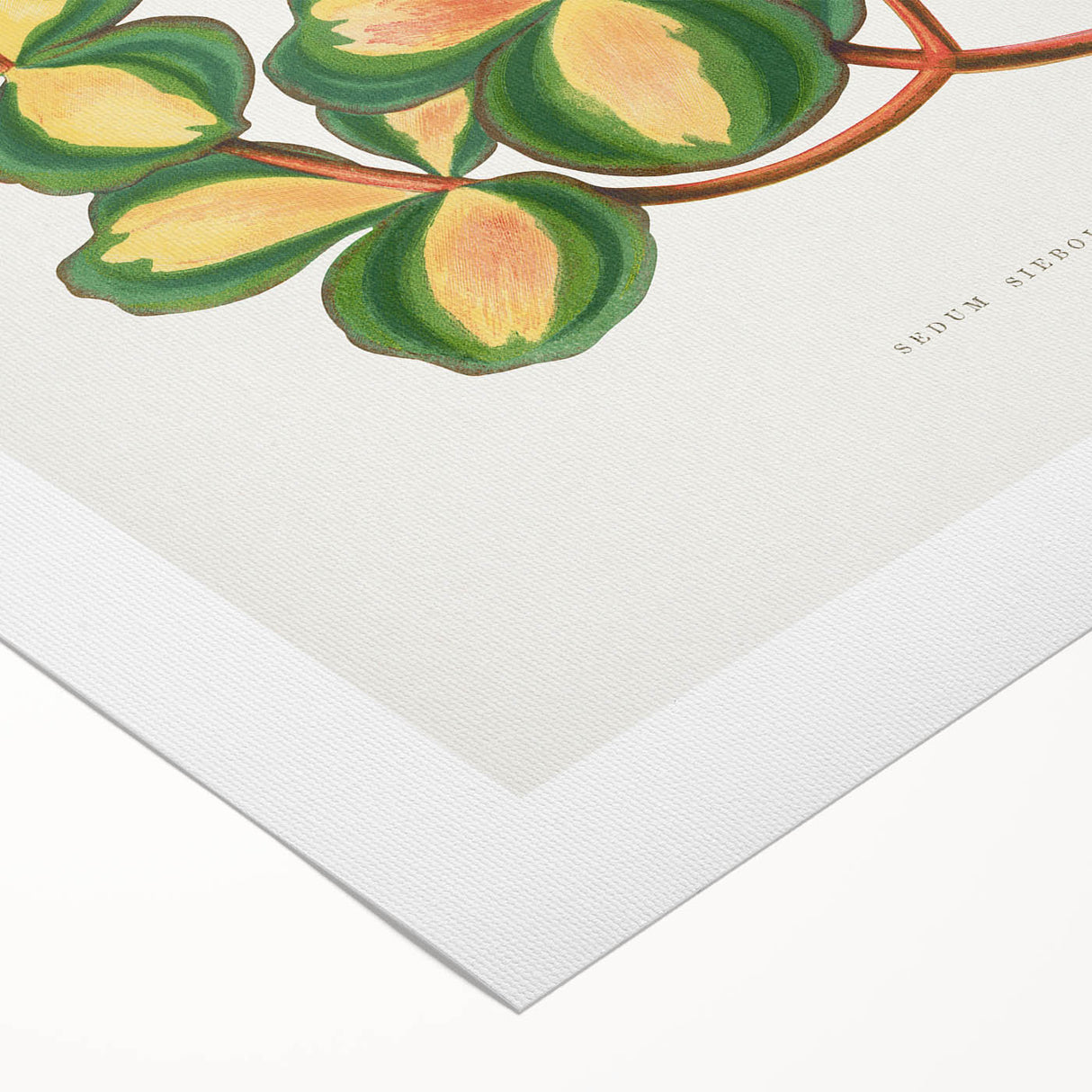 Romanticism Art - Stonecrop Leaf Illustration by Lydon & Fawsett Print