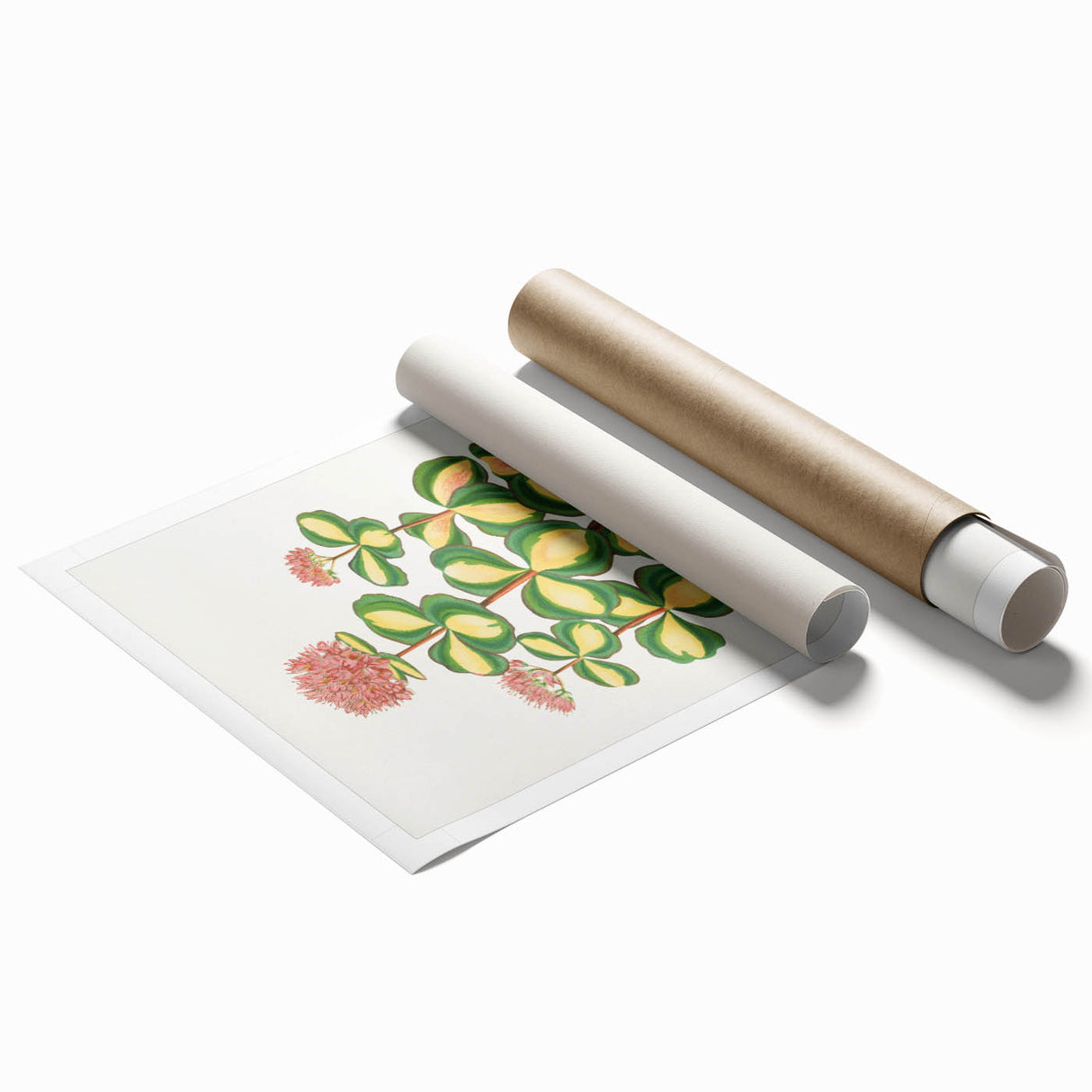 Romanticism Art - Stonecrop Leaf Illustration by Lydon & Fawsett Print