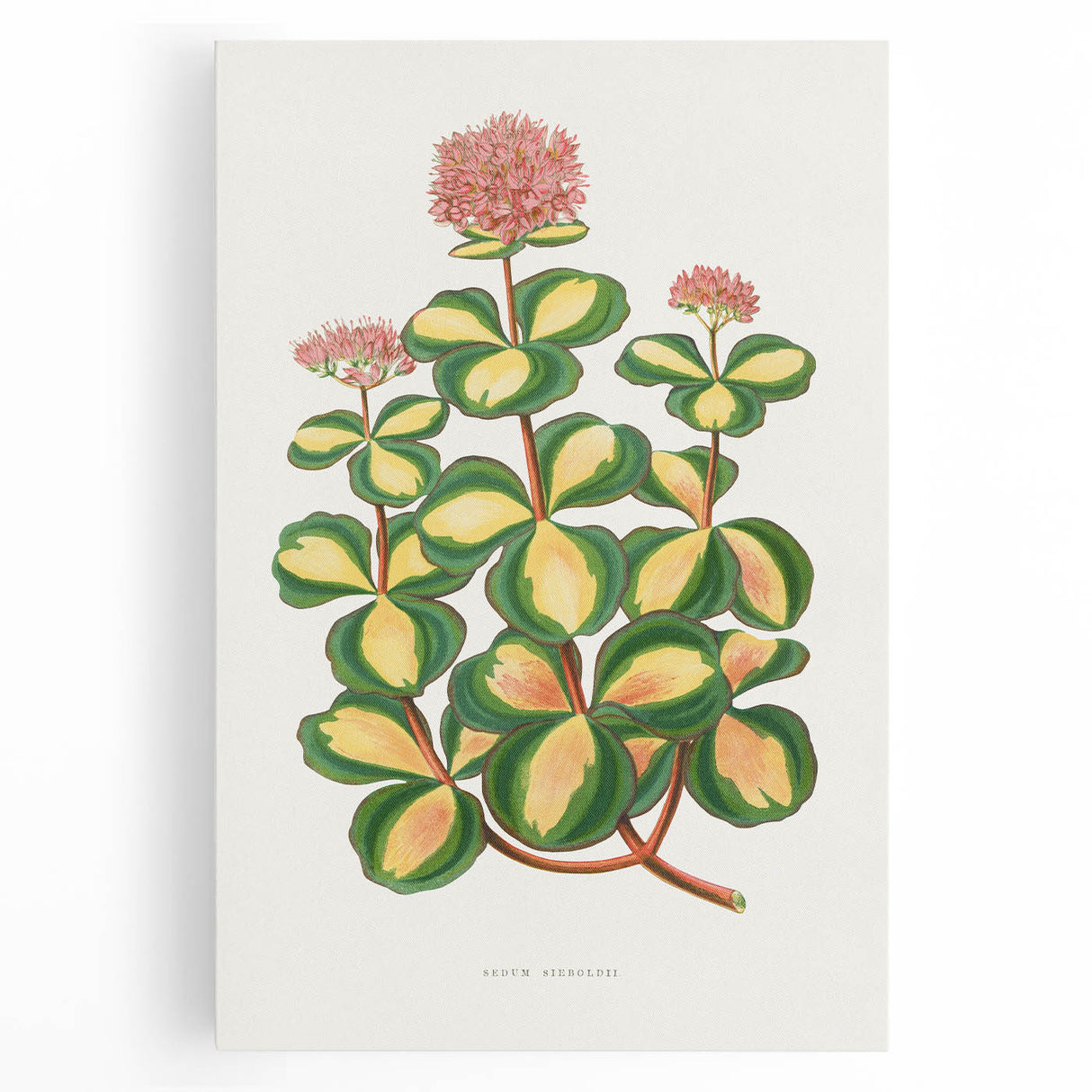 Romanticism Art - Stonecrop Leaf Illustration by Lydon & Fawsett Print