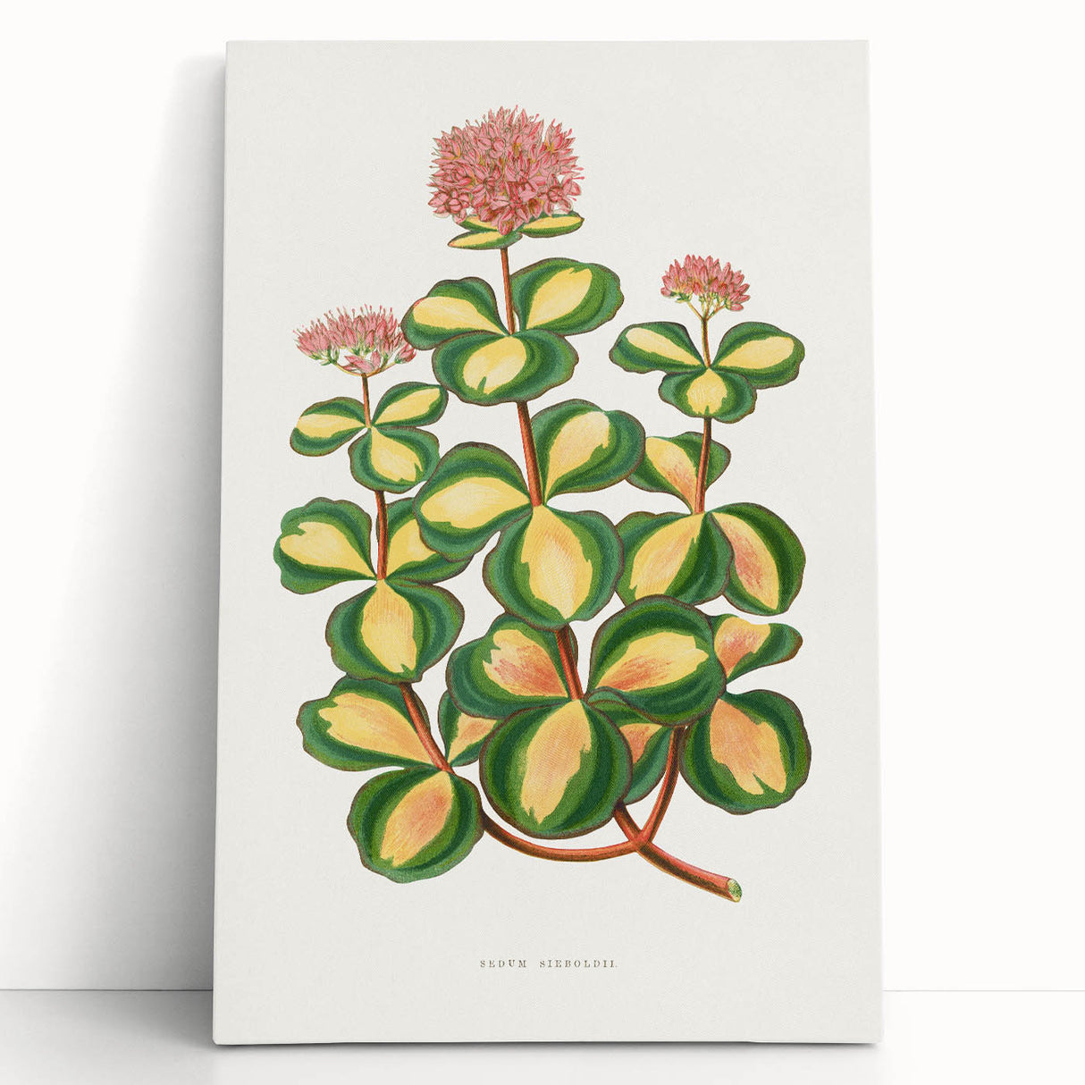 Romanticism Art - Stonecrop Leaf Illustration by Lydon & Fawsett Print