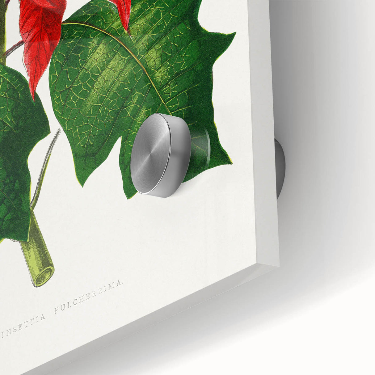 Romanticism Art - Poinsettia Illustration by Lydon & Fawsett Print