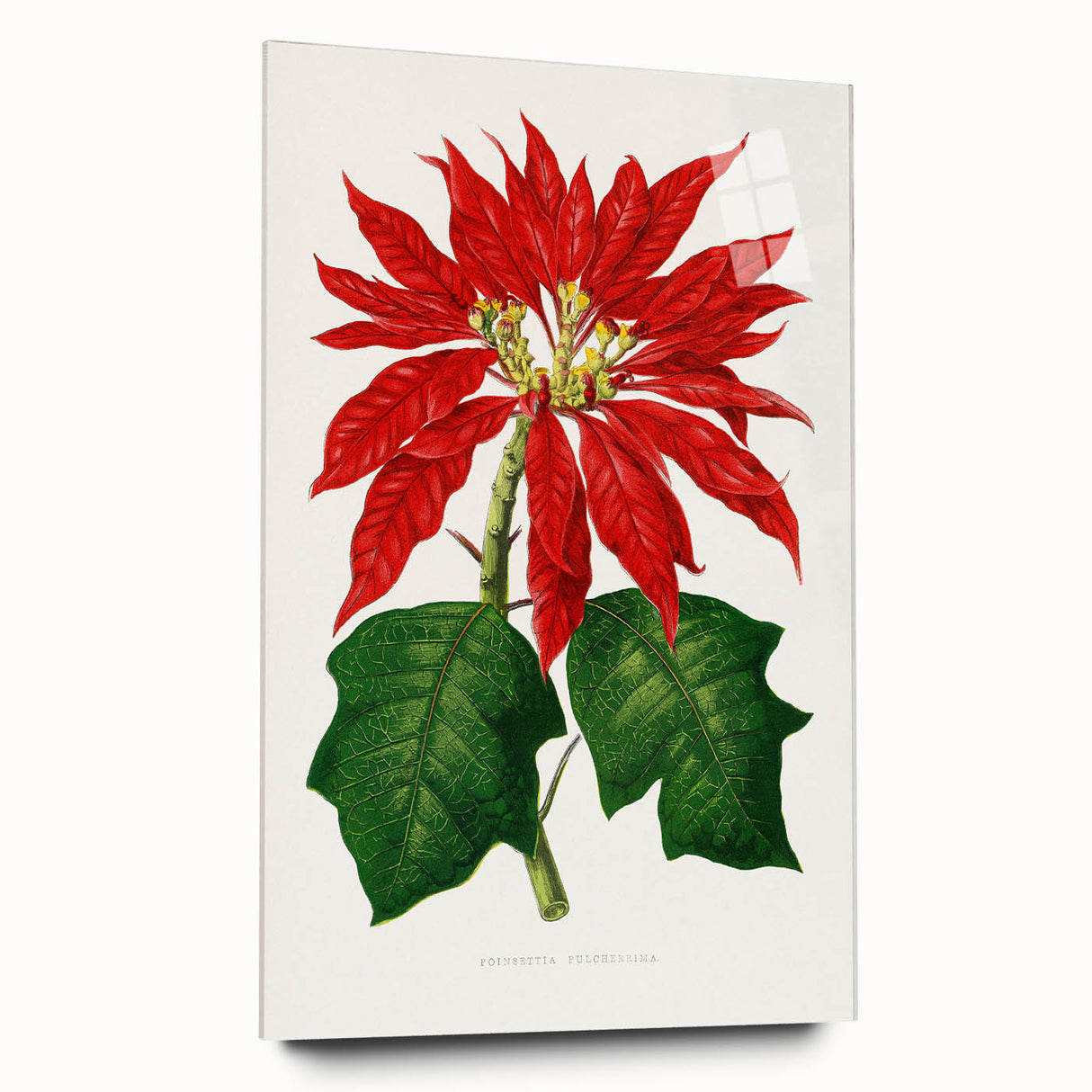 Romanticism Art - Poinsettia Illustration by Lydon & Fawsett Print