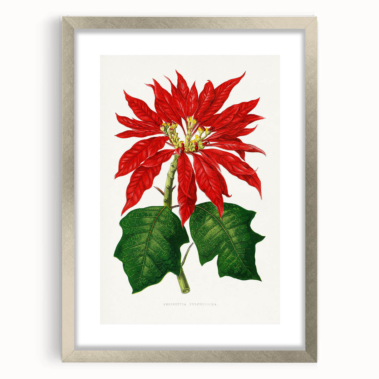 Romanticism Art - Poinsettia Illustration by Lydon & Fawsett Print