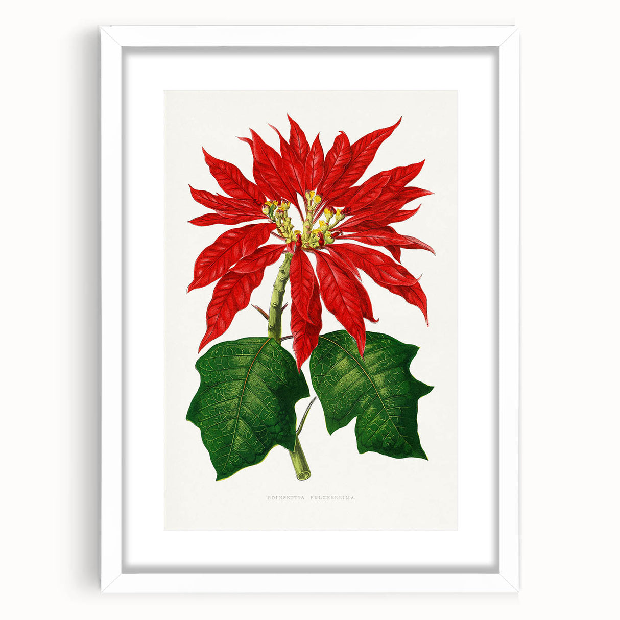 Romanticism Art - Poinsettia Illustration by Lydon & Fawsett Print