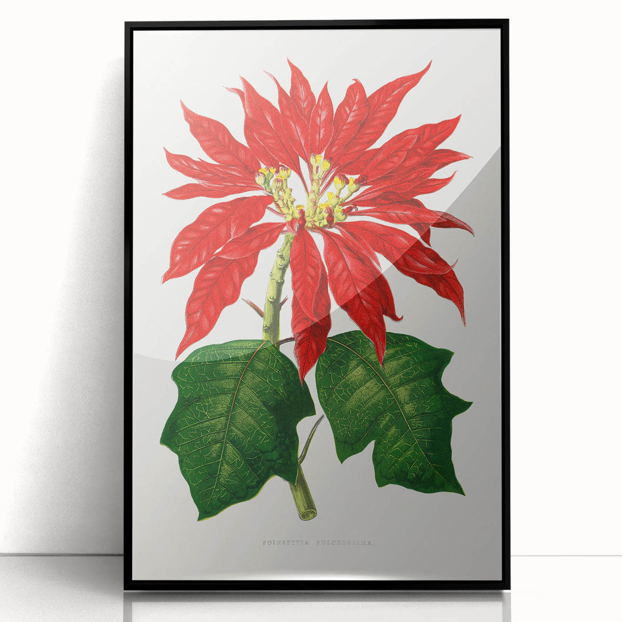 Romanticism Art - Poinsettia Illustration by Lydon & Fawsett Print
