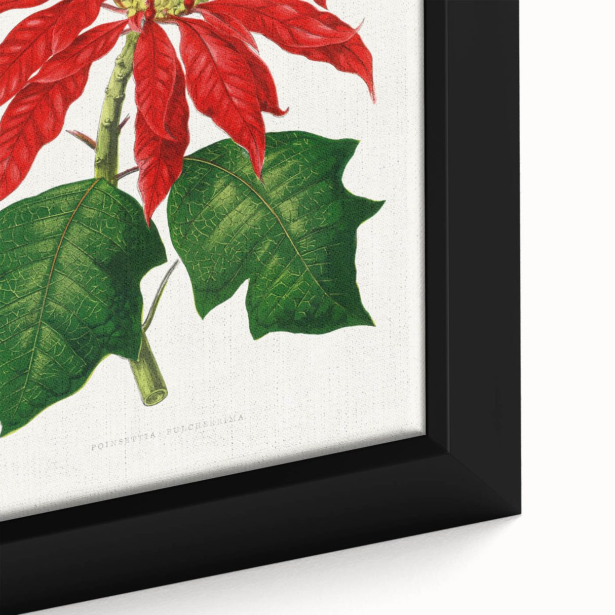 Romanticism Art - Poinsettia Illustration by Lydon & Fawsett Print