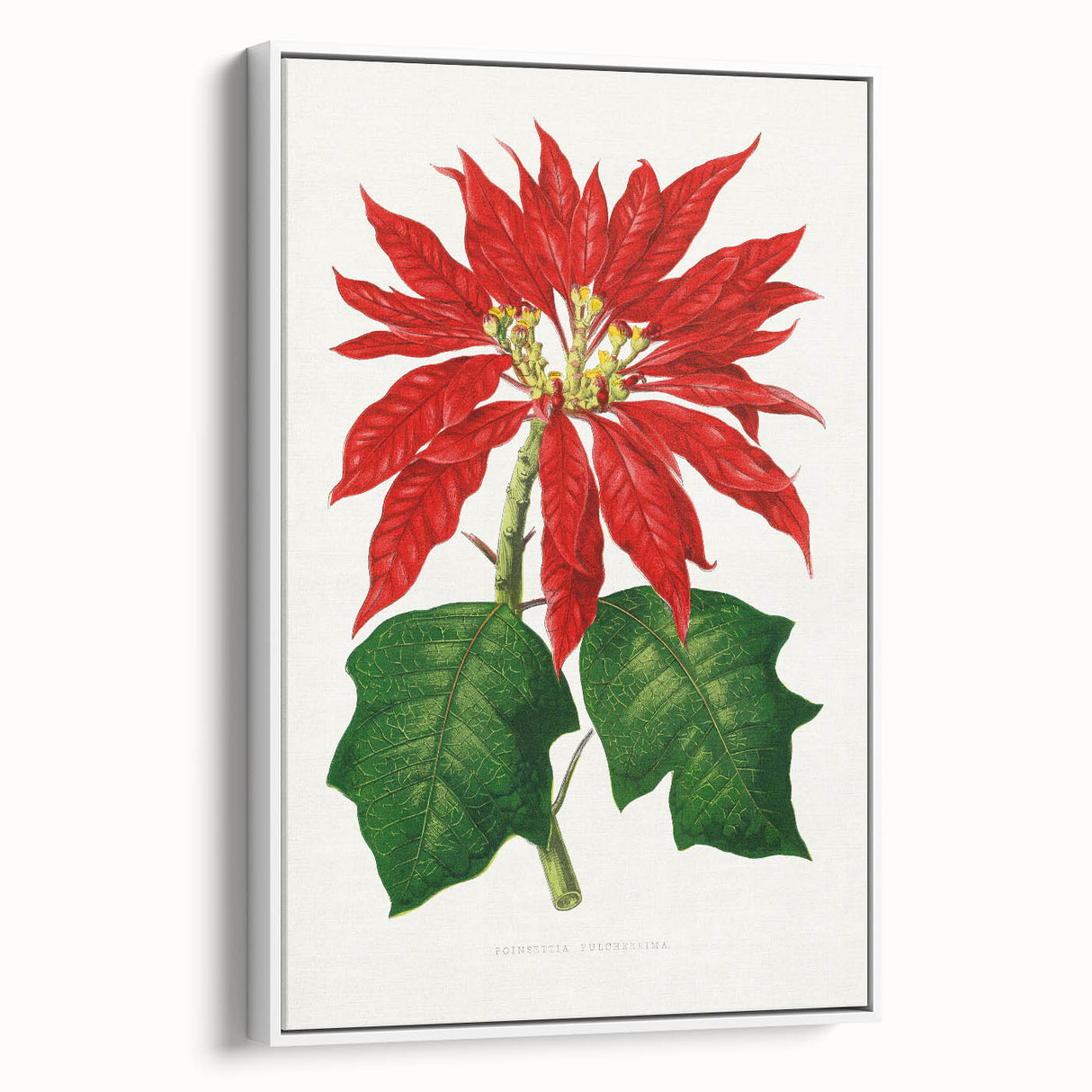 Romanticism Art - Poinsettia Illustration by Lydon & Fawsett Print