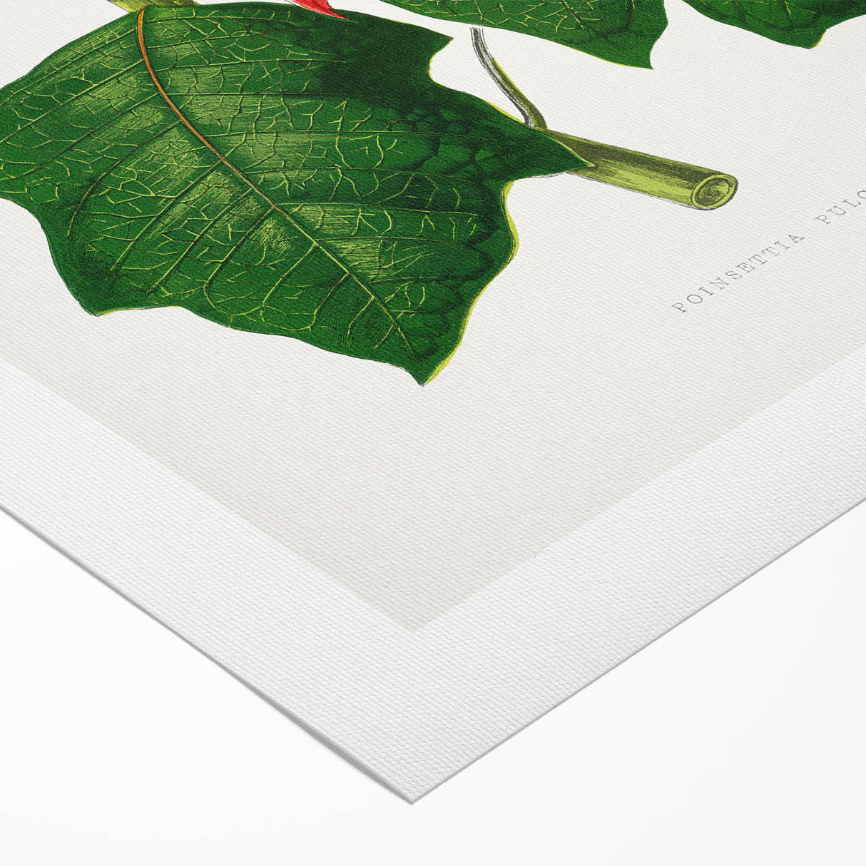 Romanticism Art - Poinsettia Illustration by Lydon & Fawsett Print