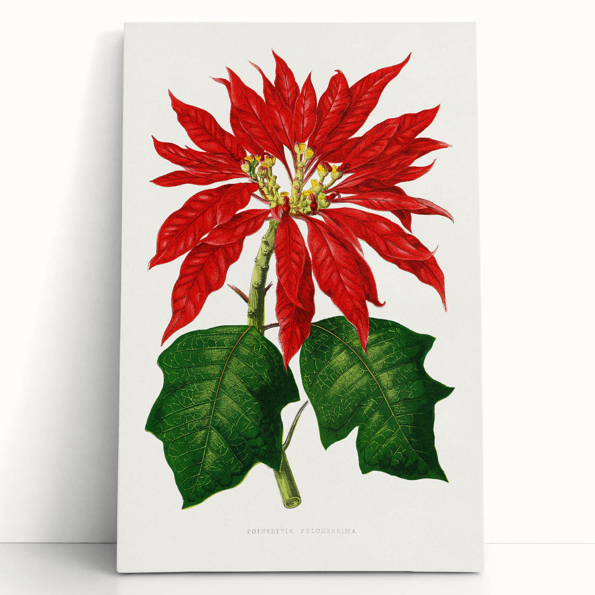 Romanticism Art - Poinsettia Illustration by Lydon & Fawsett Print