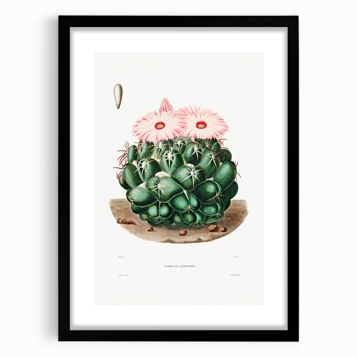 Famous Romantic Era Art - Mammillaria Cactus Romanticism Print