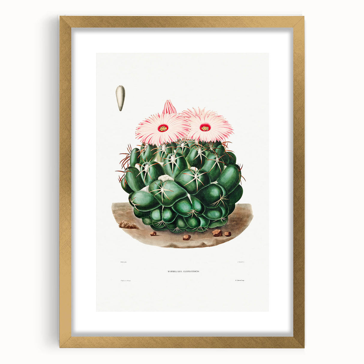 Famous Romantic Era Art - Mammillaria Cactus Romanticism Print