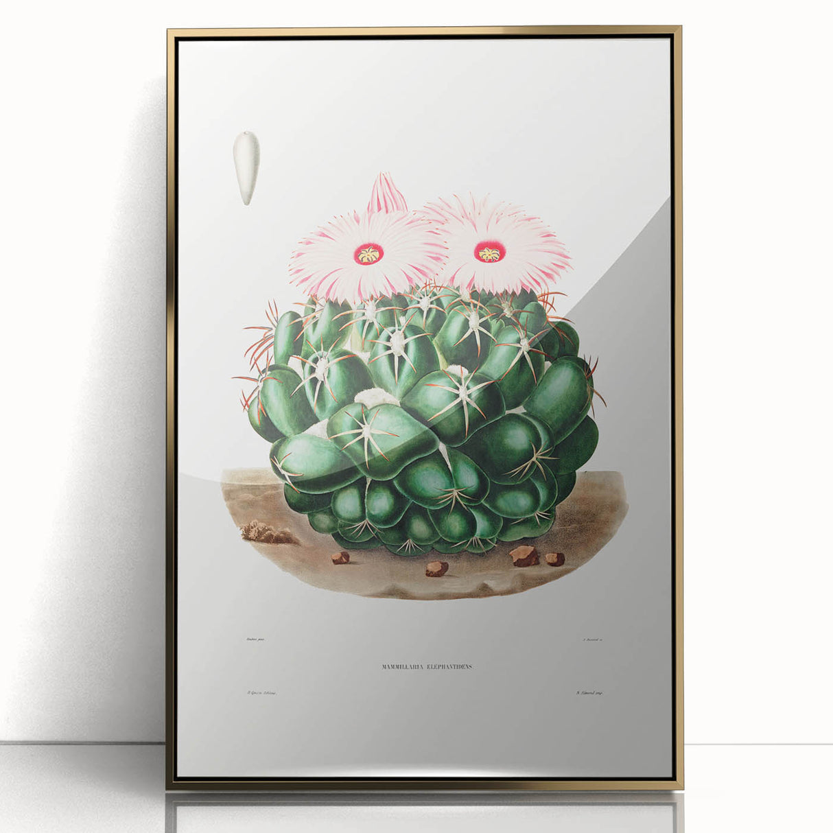 Famous Romantic Era Art - Mammillaria Cactus Romanticism Print