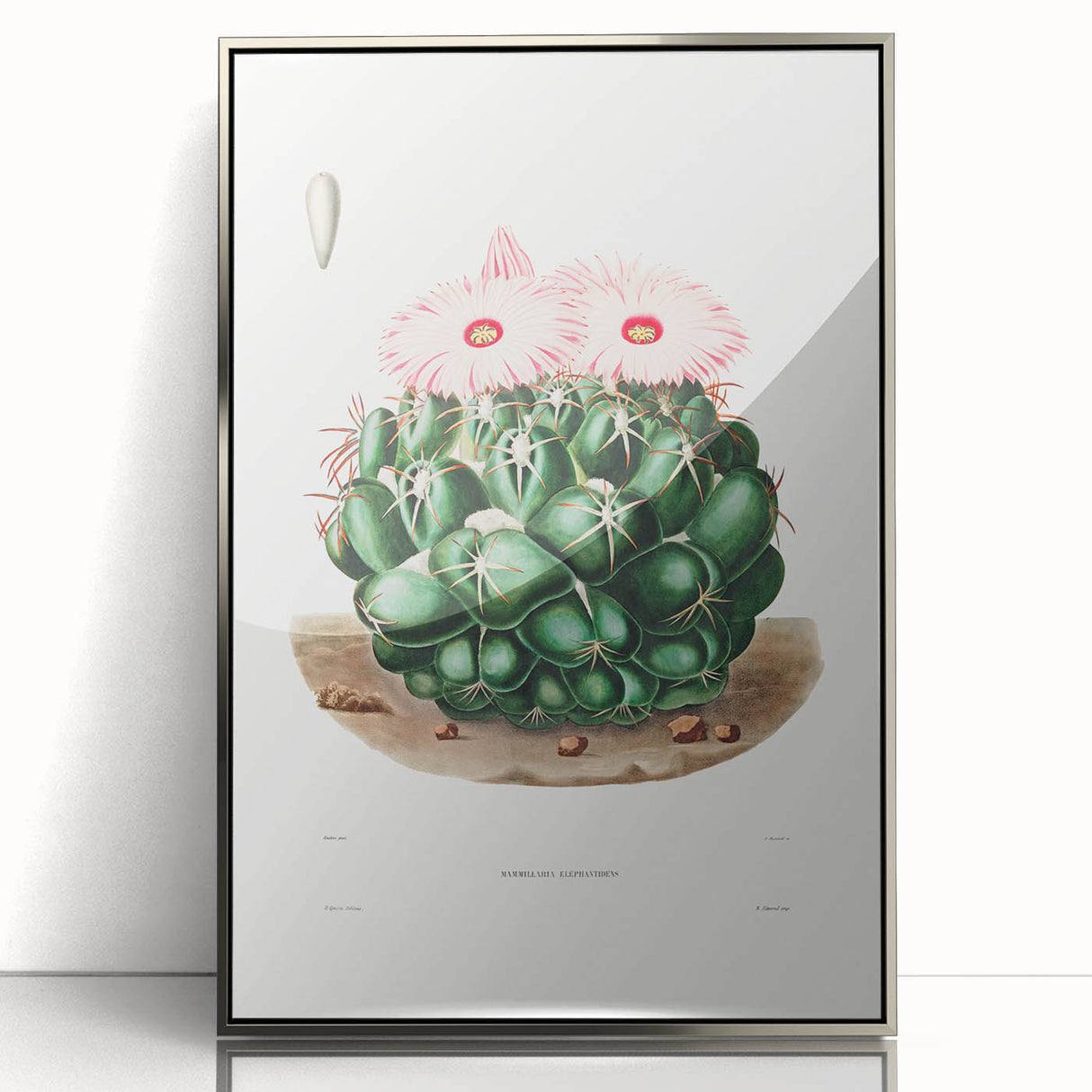 Famous Romantic Era Art - Mammillaria Cactus Romanticism Print