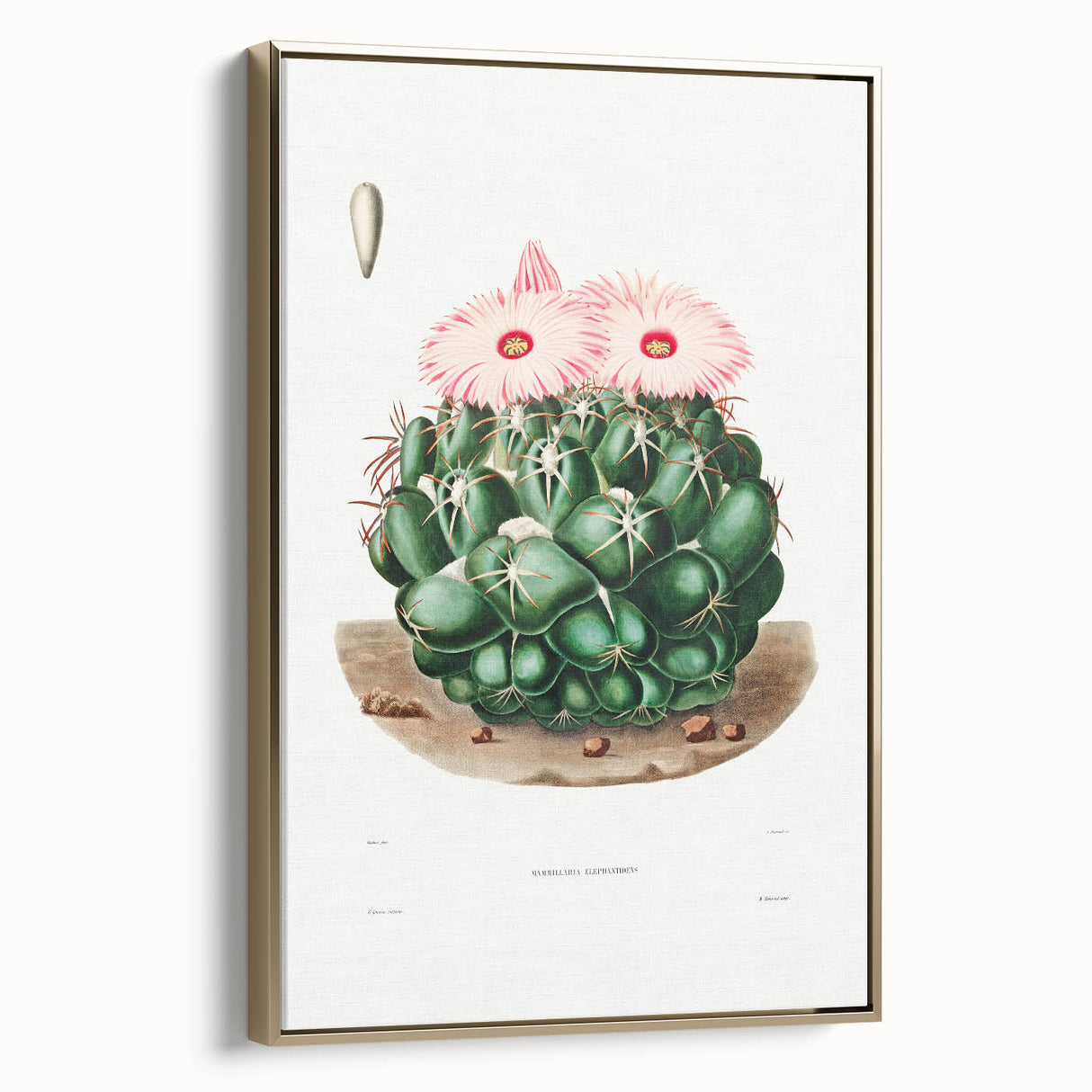 Famous Romantic Era Art - Mammillaria Cactus Romanticism Print