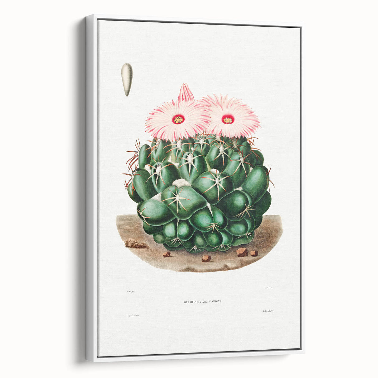 Famous Romantic Era Art - Mammillaria Cactus Romanticism Print