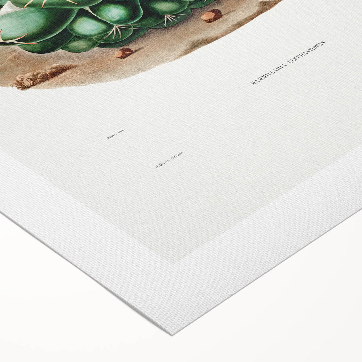 Famous Romantic Era Art - Mammillaria Cactus Romanticism Print