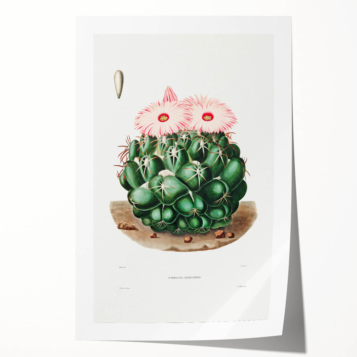 Famous Romantic Era Art - Mammillaria Cactus Romanticism Print