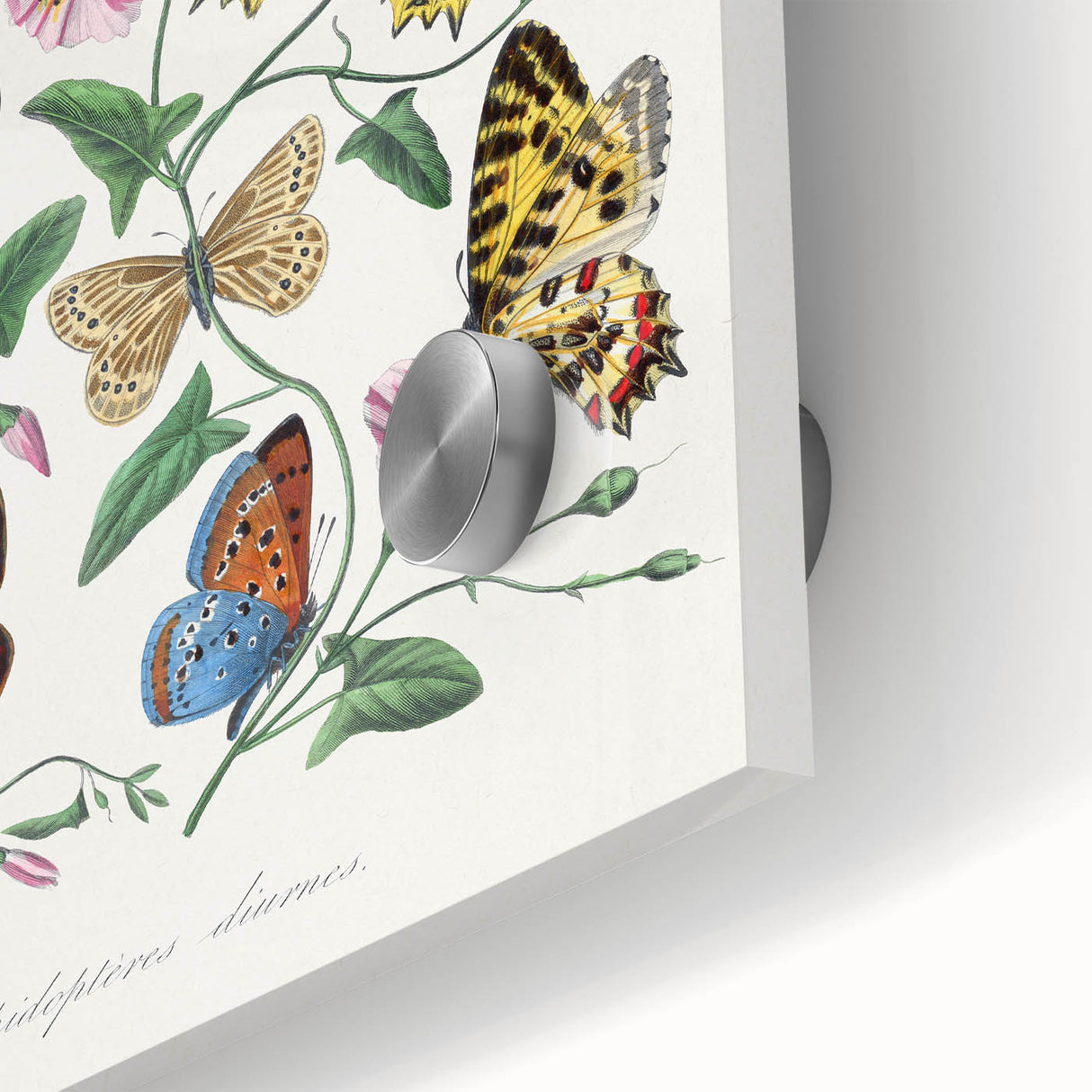 Classic Romantic Paintings - Butterfly & Moth Illustration Wall Art