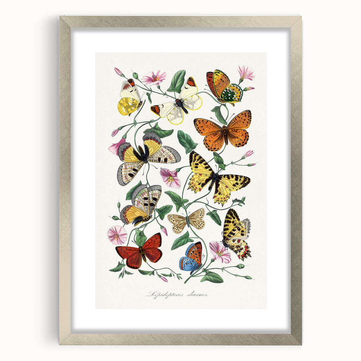 Classic Romantic Paintings - Butterfly & Moth Illustration Wall Art