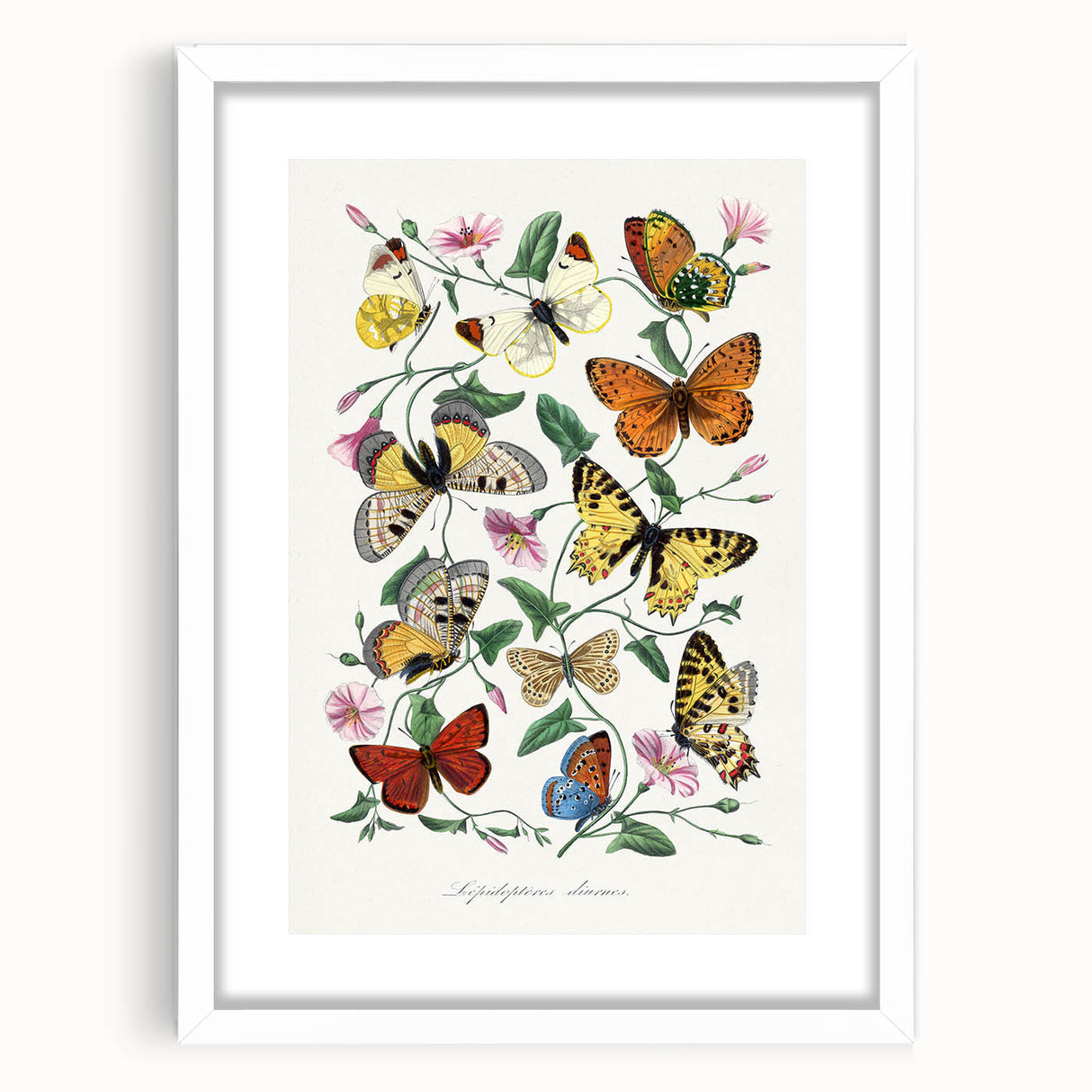 Classic Romantic Paintings - Butterfly & Moth Illustration Wall Art