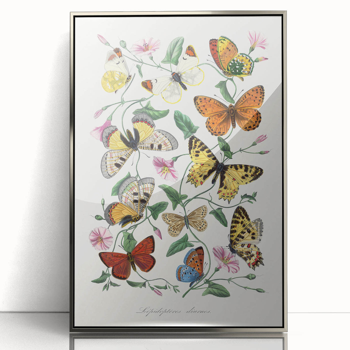 Classic Romantic Paintings - Butterfly & Moth Illustration Wall Art
