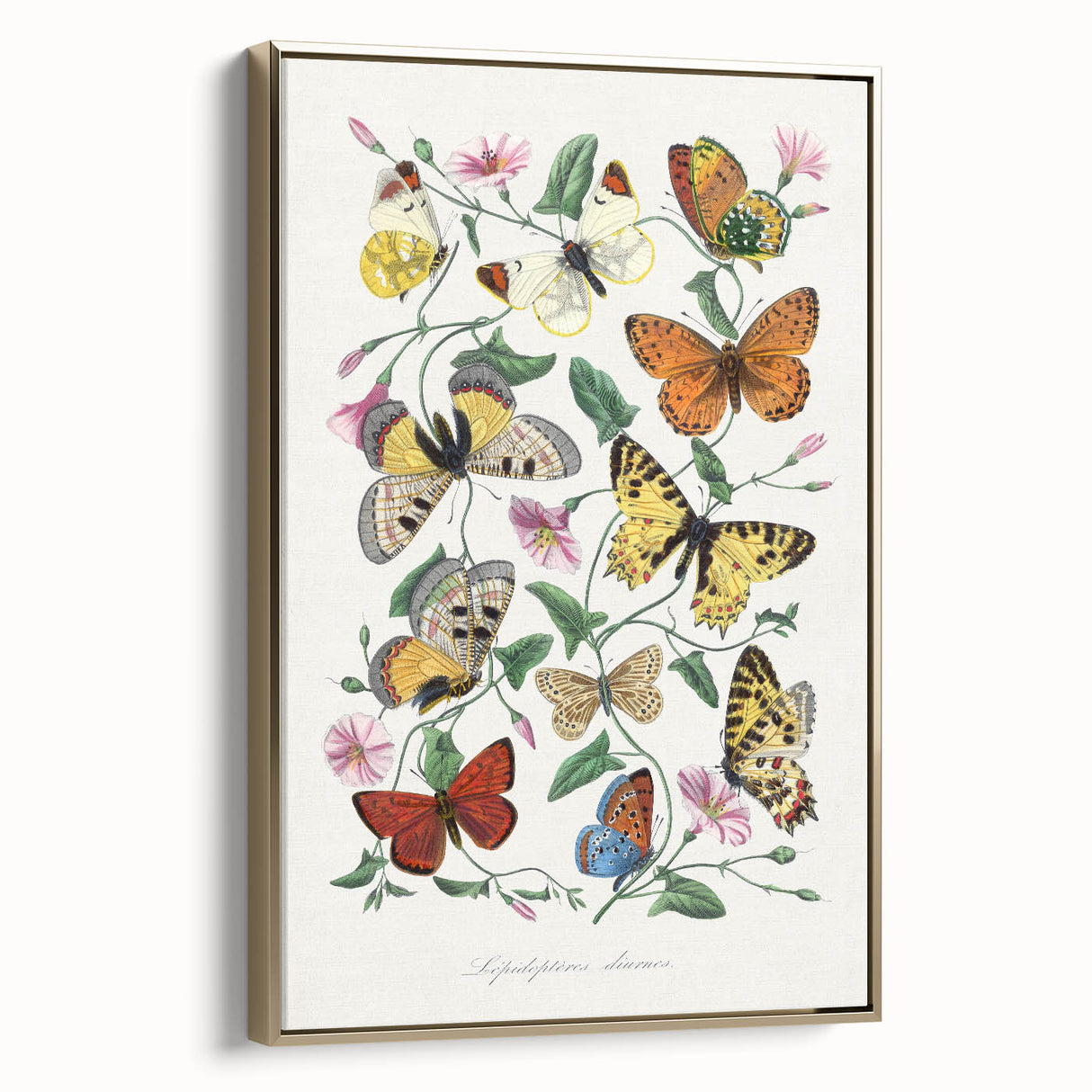 Classic Romantic Paintings - Butterfly & Moth Illustration Wall Art