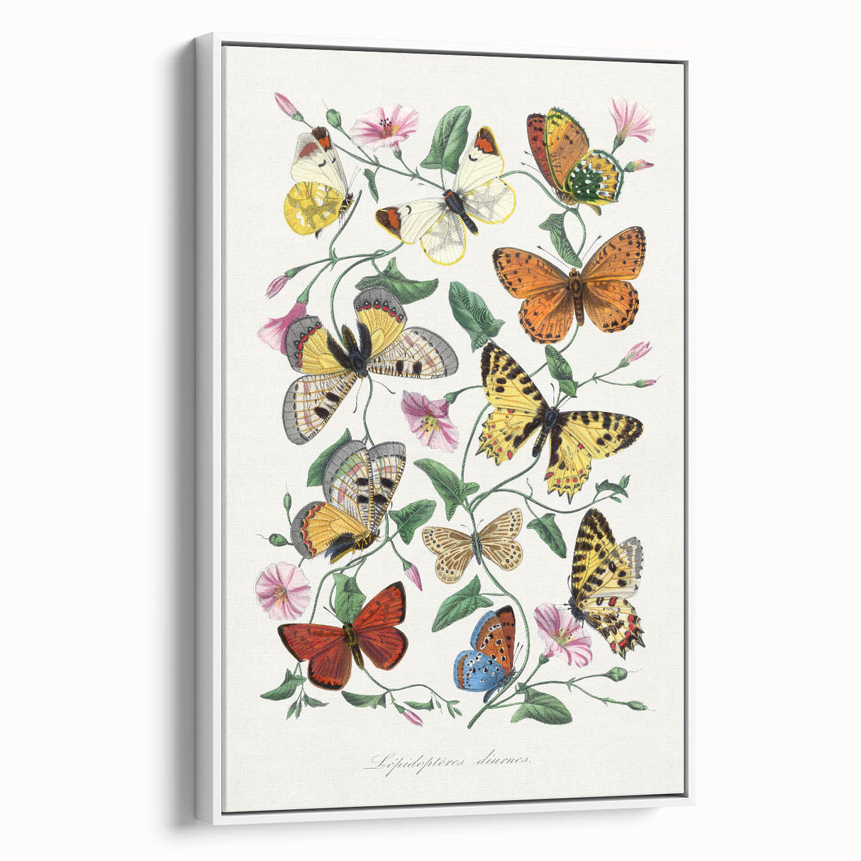 Classic Romantic Paintings - Butterfly & Moth Illustration Wall Art