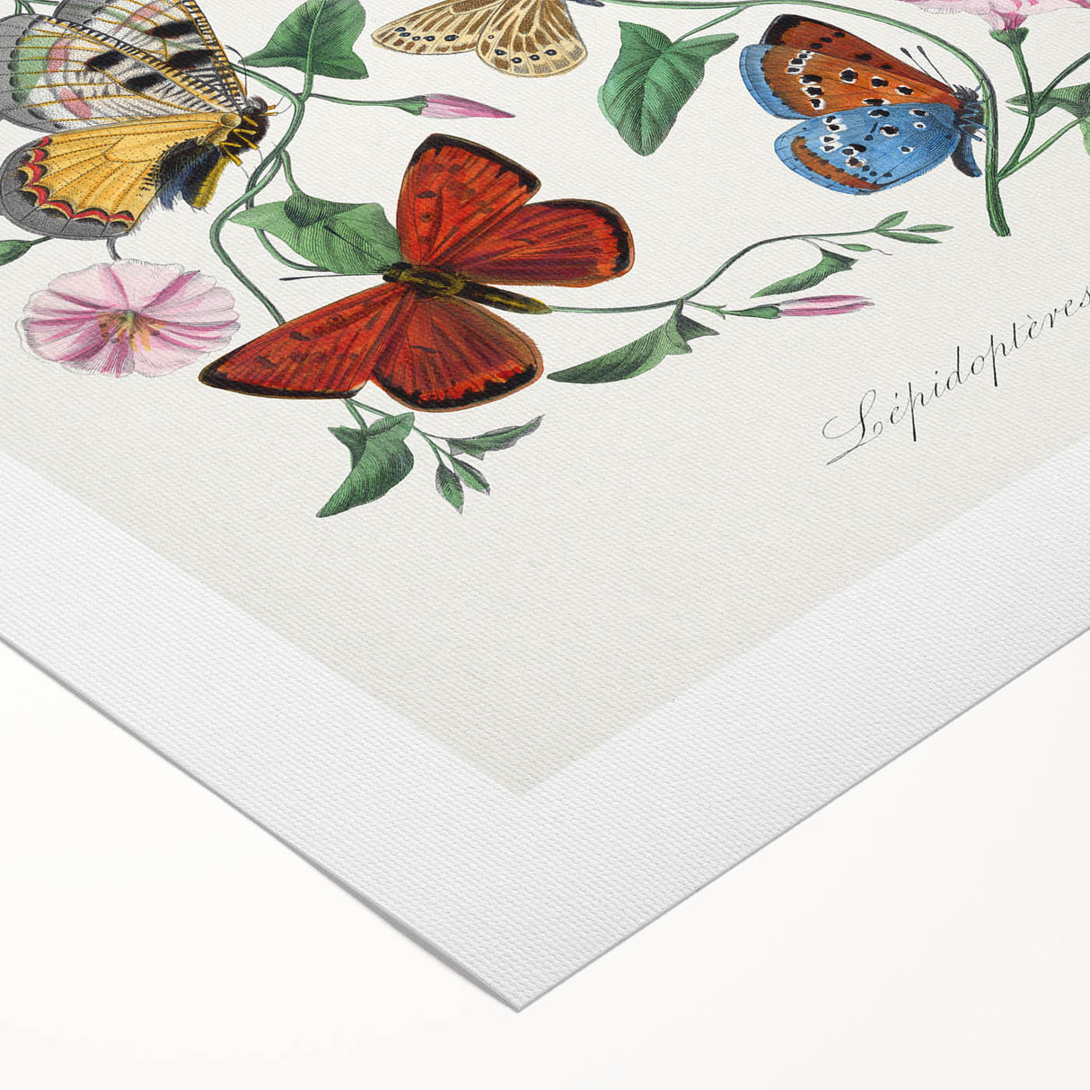Classic Romantic Paintings - Butterfly & Moth Illustration Wall Art
