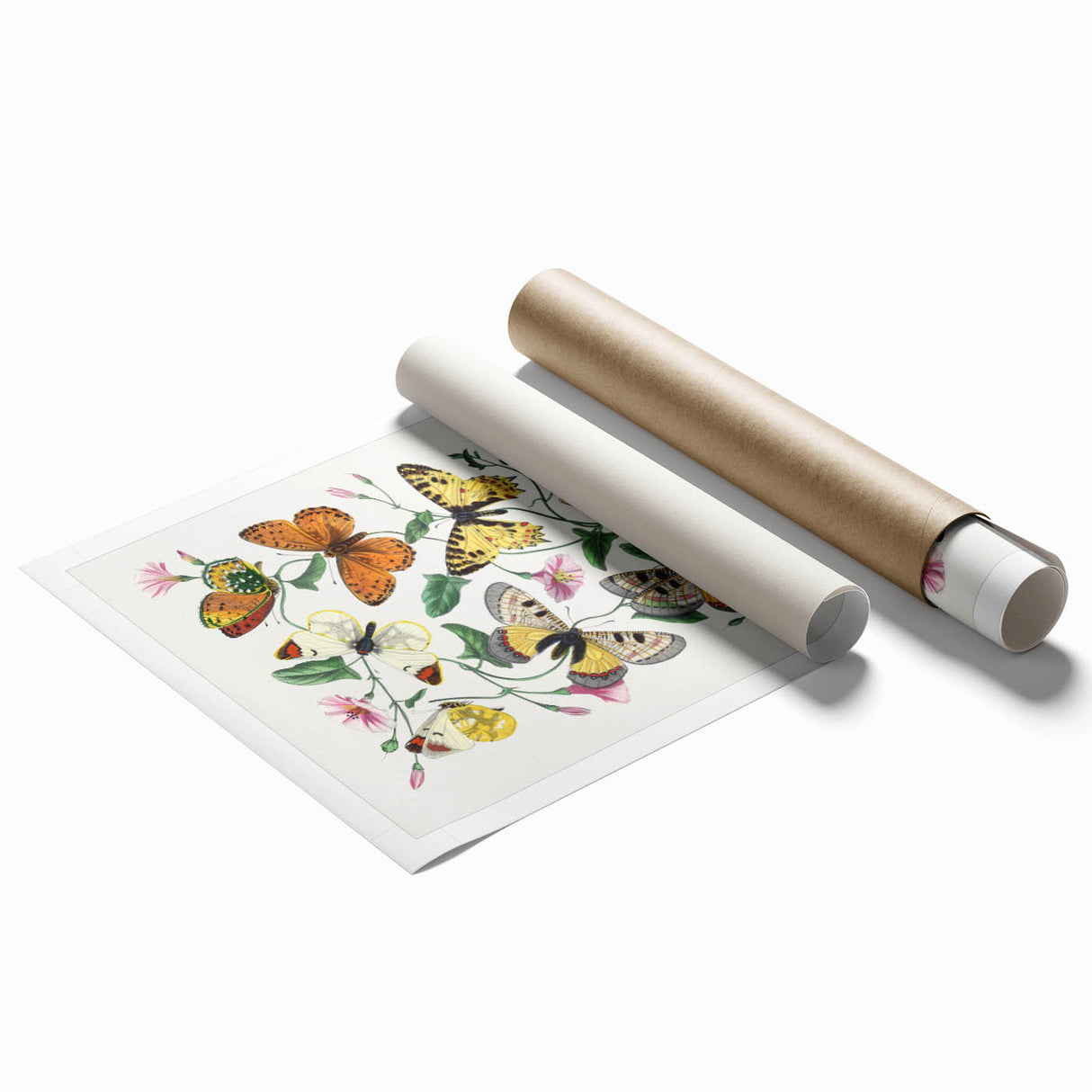 Classic Romantic Paintings - Butterfly & Moth Illustration Wall Art