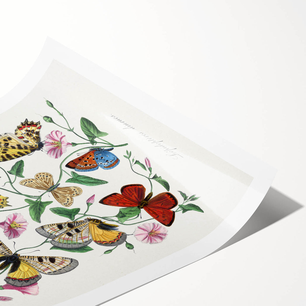 Classic Romantic Paintings - Butterfly & Moth Illustration Wall Art
