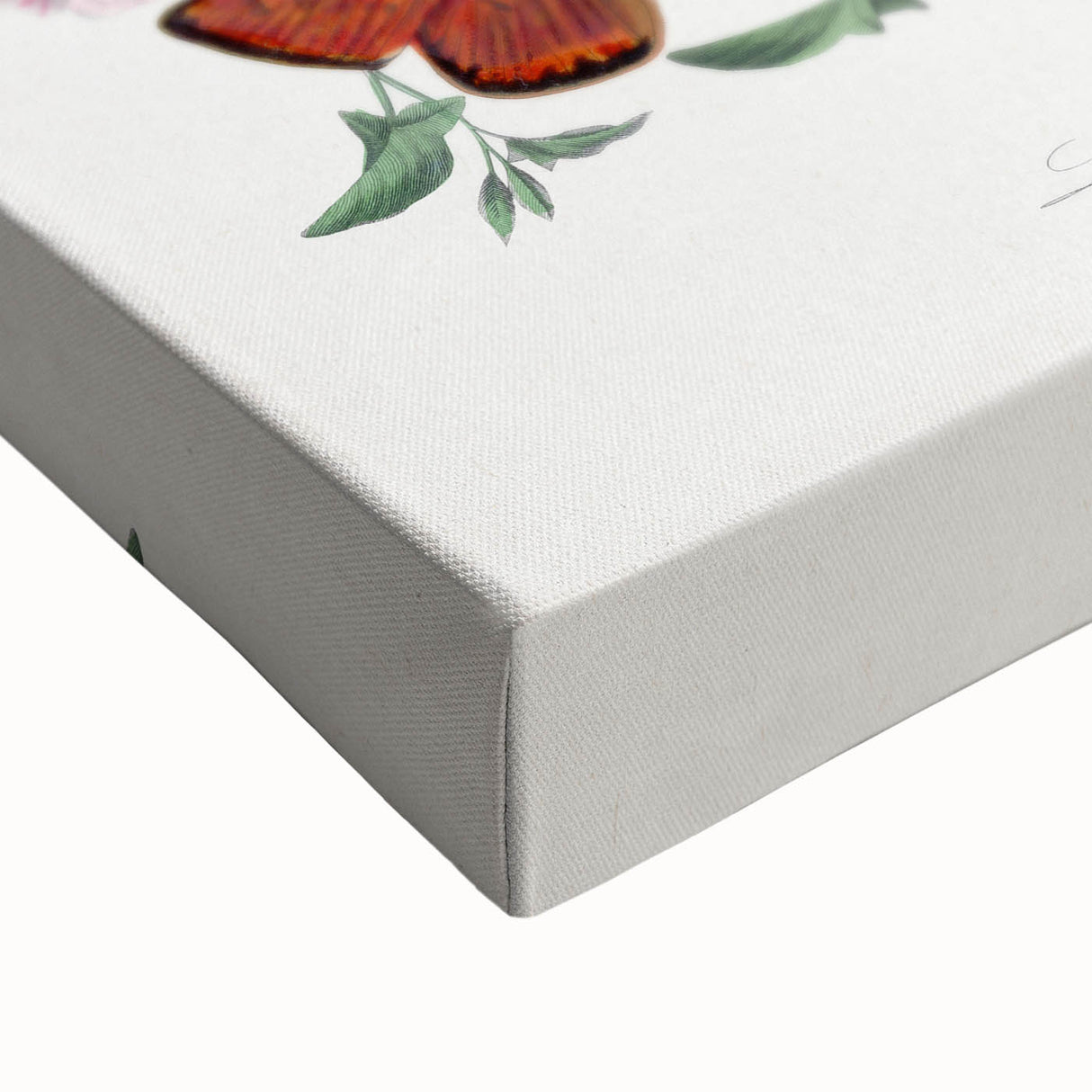 Classic Romantic Paintings - Butterfly & Moth Illustration Wall Art