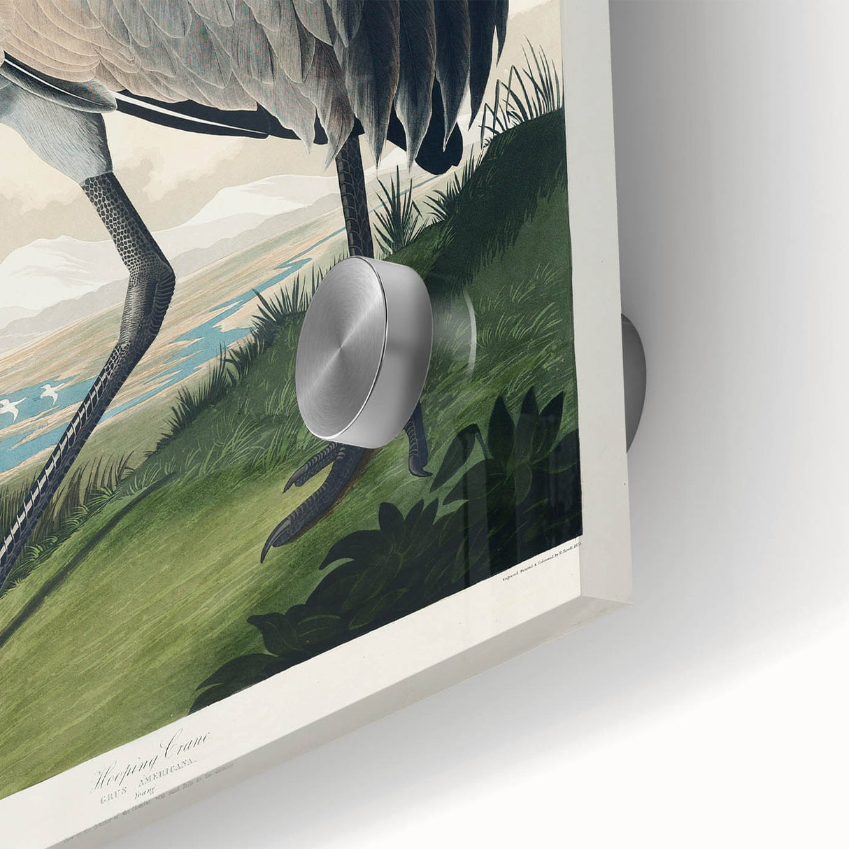 Famous Romantic Era Art - Hooping Crane Illustration Canvas Print