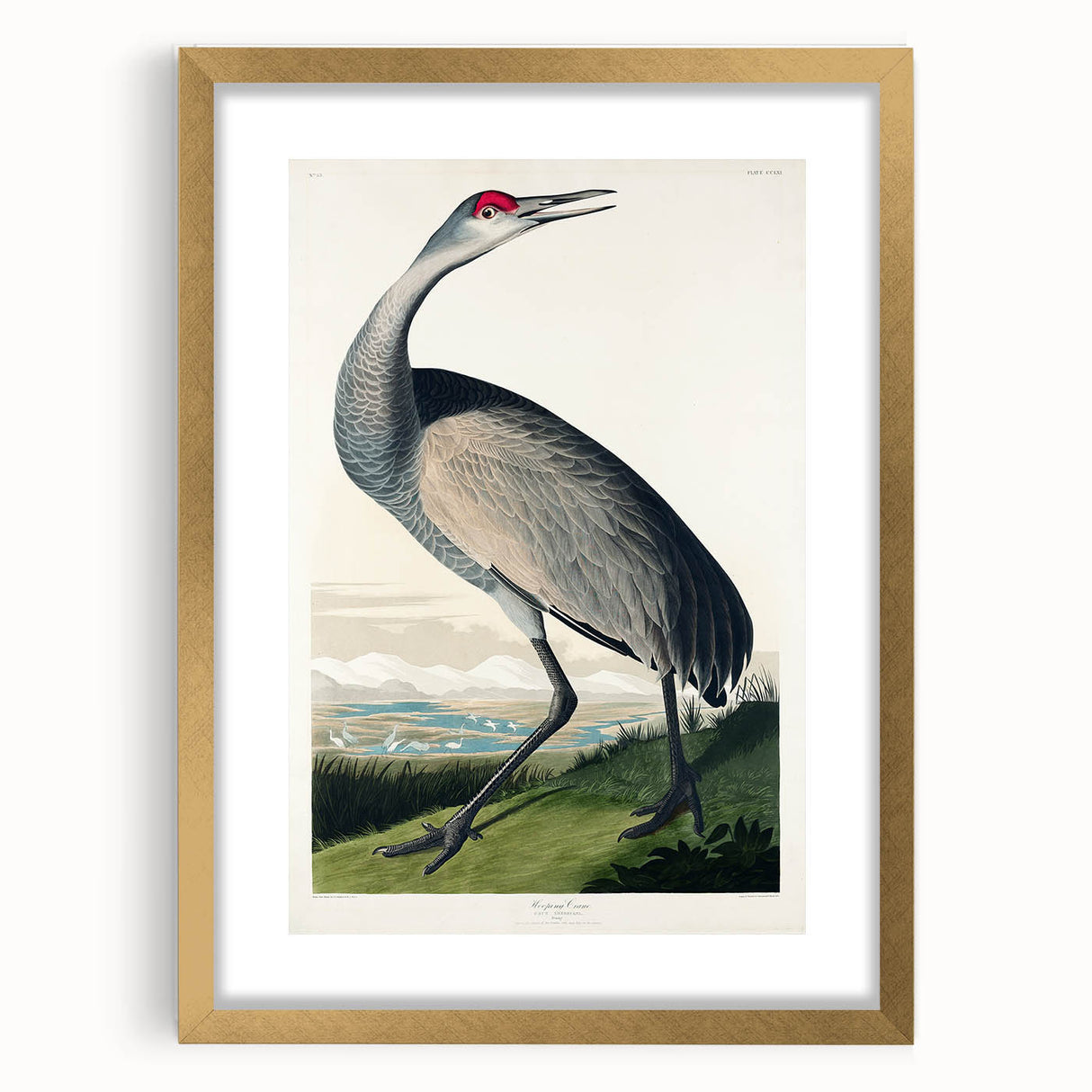 Famous Romantic Era Art - Hooping Crane Illustration Canvas Print