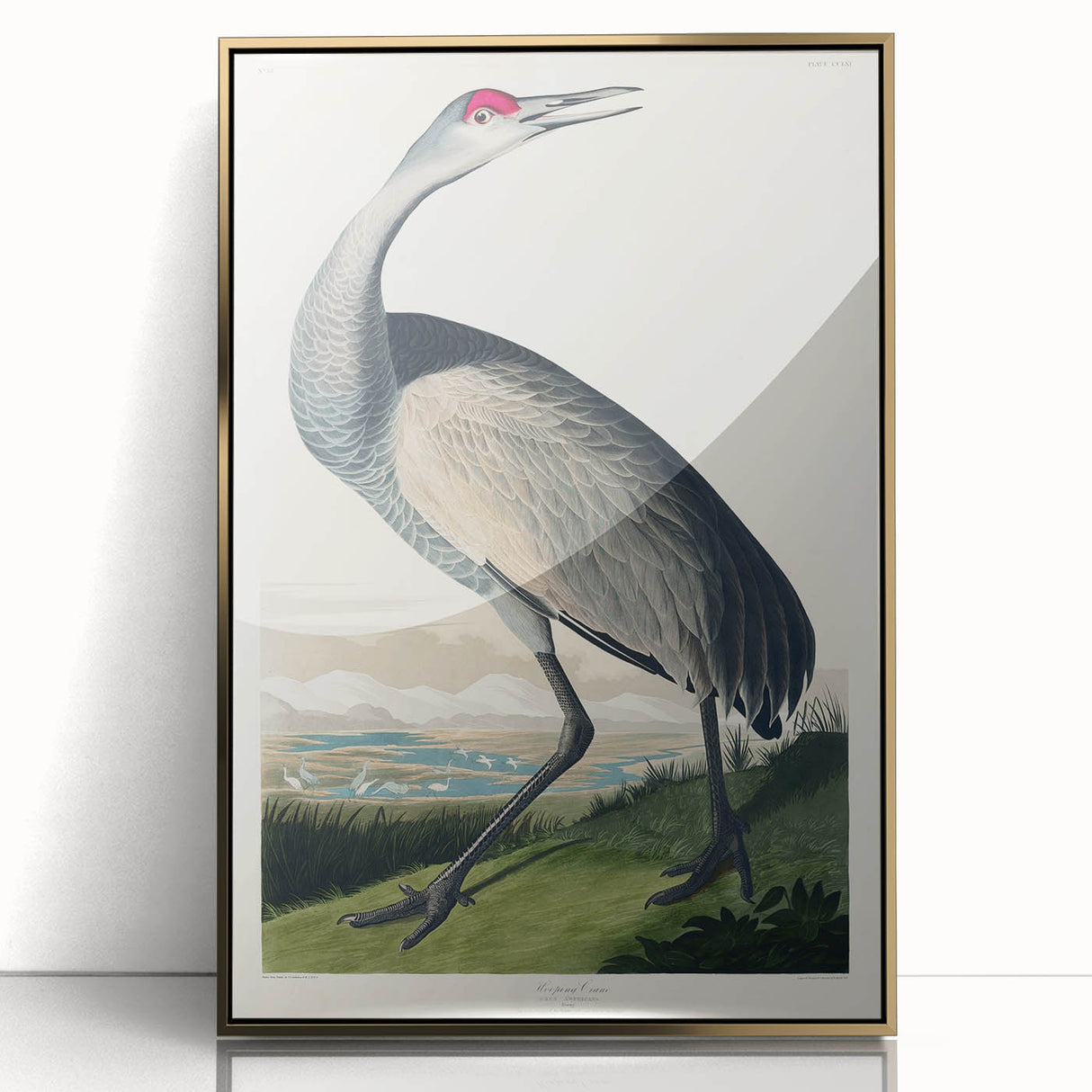 Famous Romantic Era Art - Hooping Crane Illustration Canvas Print