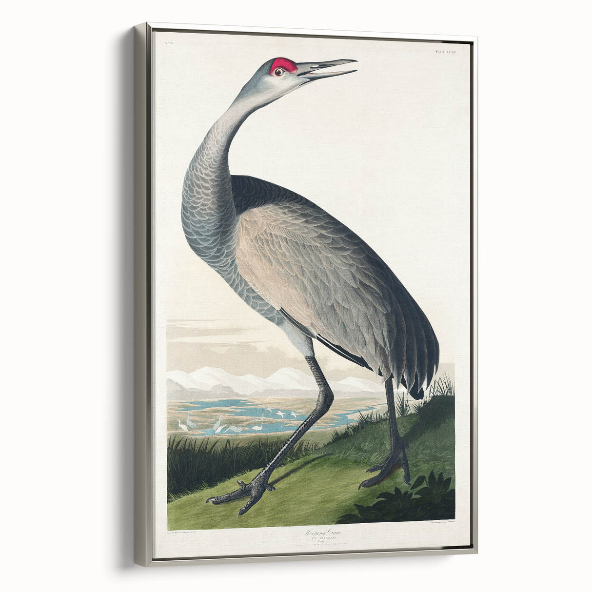 Famous Romantic Era Art - Hooping Crane Illustration Canvas Print