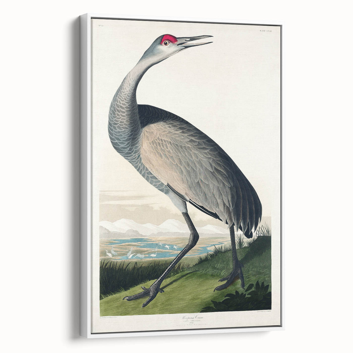 Famous Romantic Era Art - Hooping Crane Illustration Canvas Print