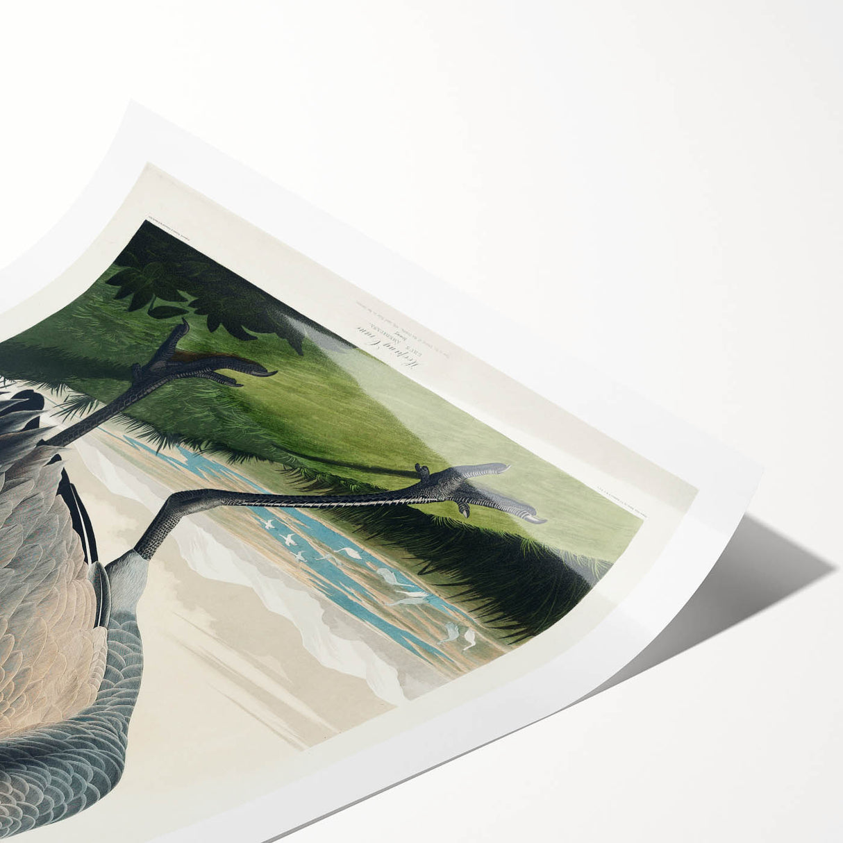 Famous Romantic Era Art - Hooping Crane Illustration Canvas Print