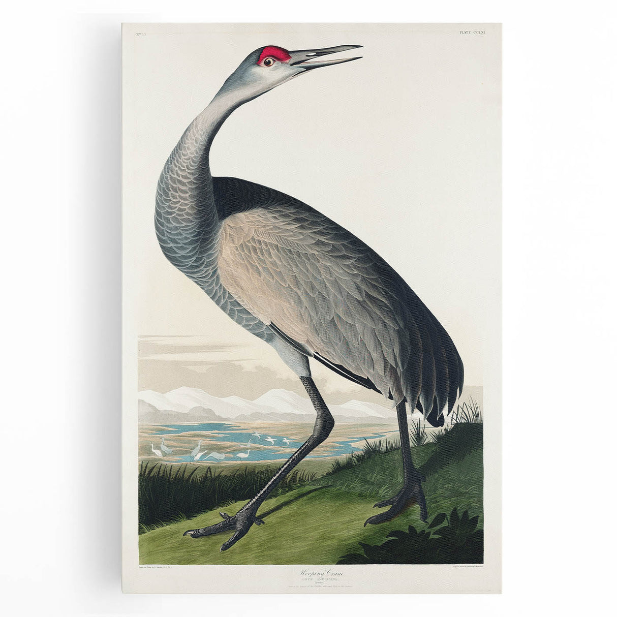 Famous Romantic Era Art - Hooping Crane Illustration Canvas Print