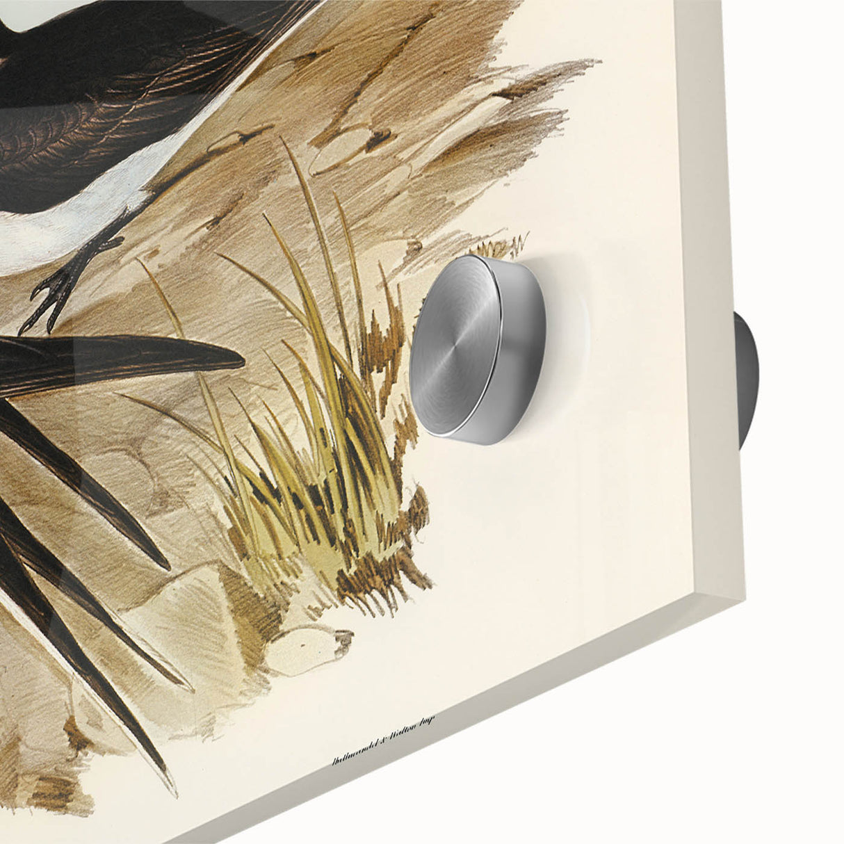 Famous Romantic Era Art - Sooty Tern Bird Illustration Canvas Print