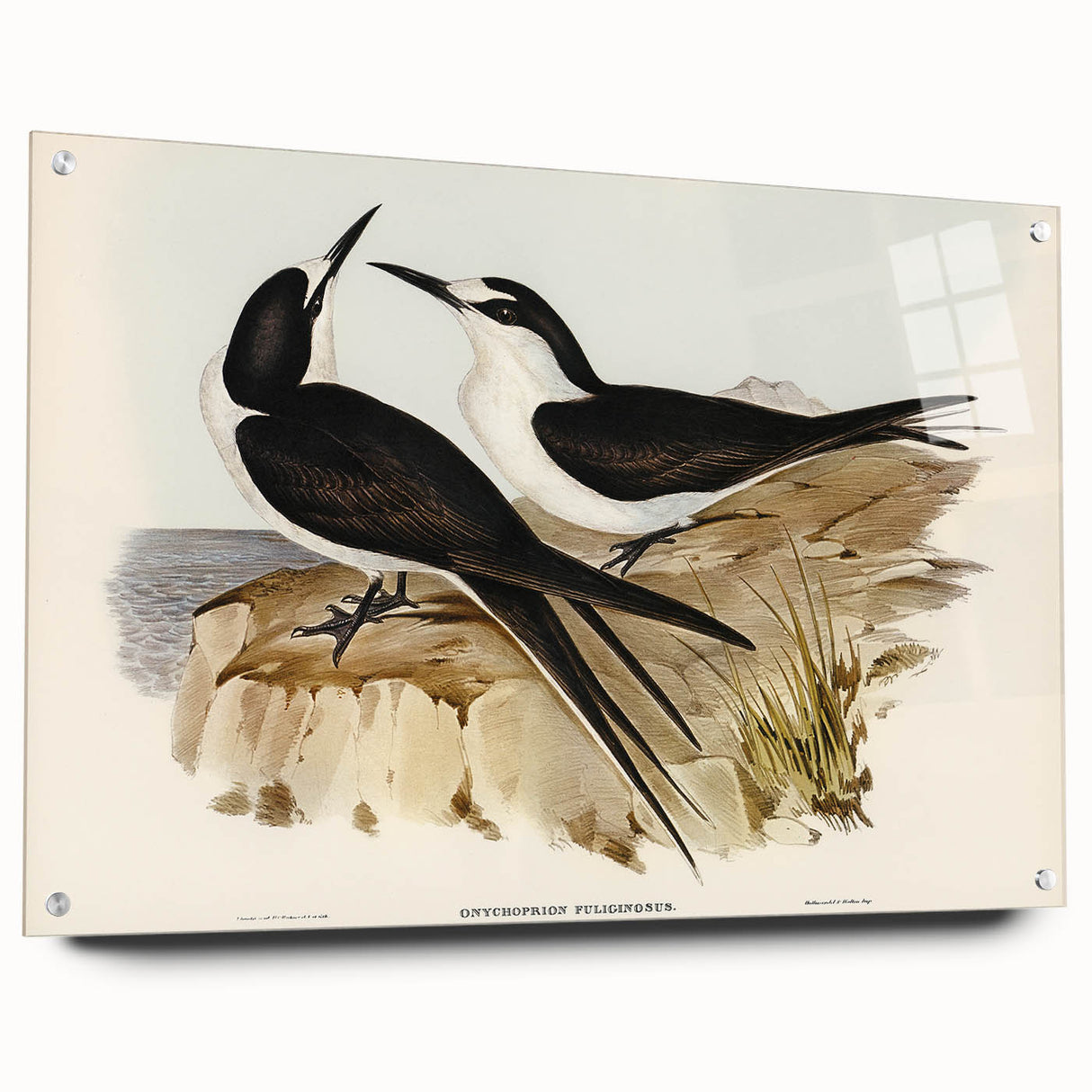 Famous Romantic Era Art - Sooty Tern Bird Illustration Canvas Print