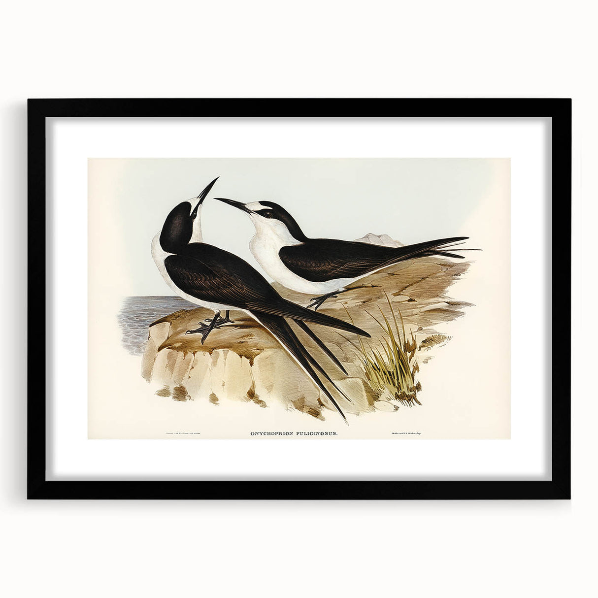 Famous Romantic Era Art - Sooty Tern Bird Illustration Canvas Print