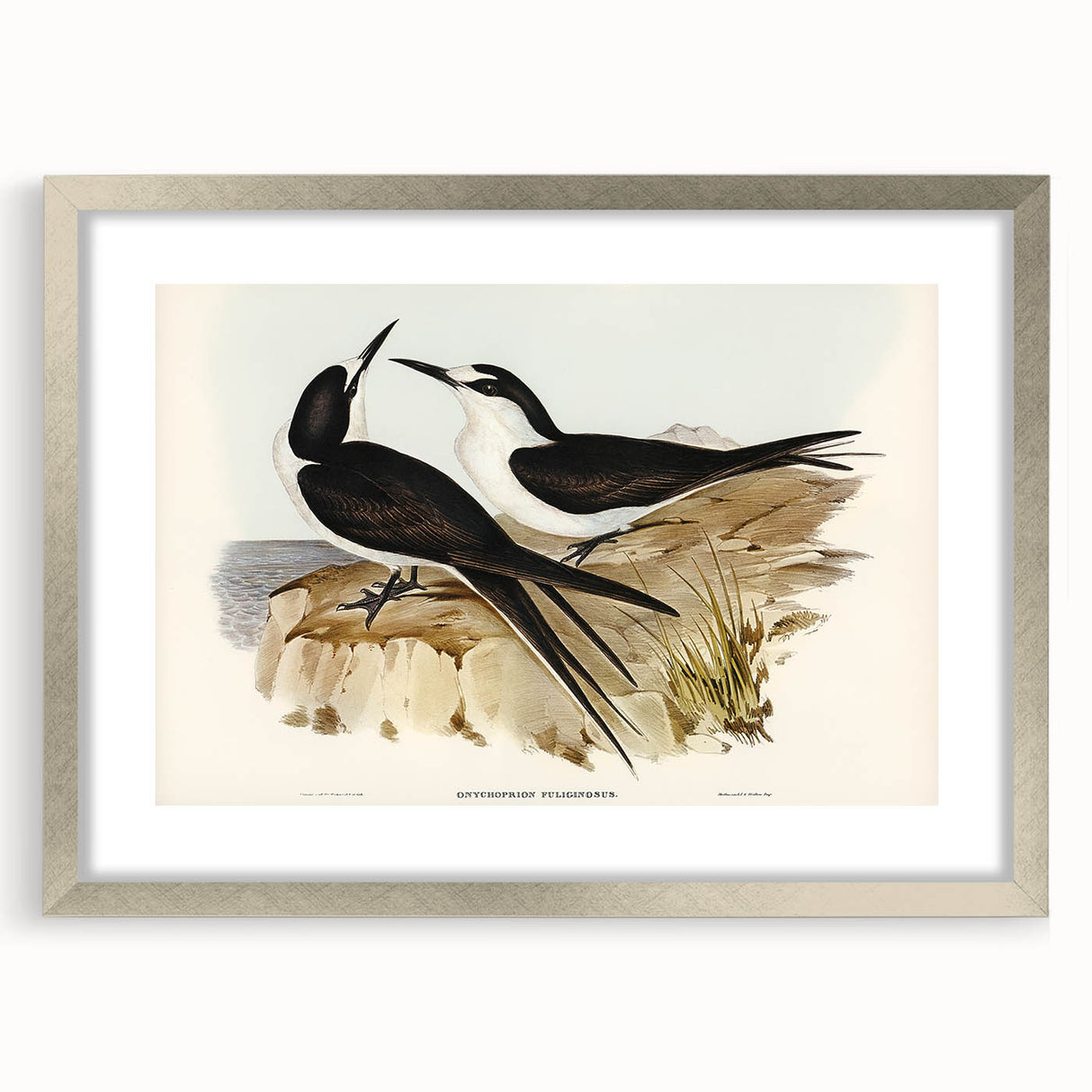 Famous Romantic Era Art - Sooty Tern Bird Illustration Canvas Print